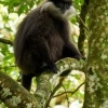 Hulman rudolici - Semnopithecus vetulus - Purple-faced Leaf Monkey o6238